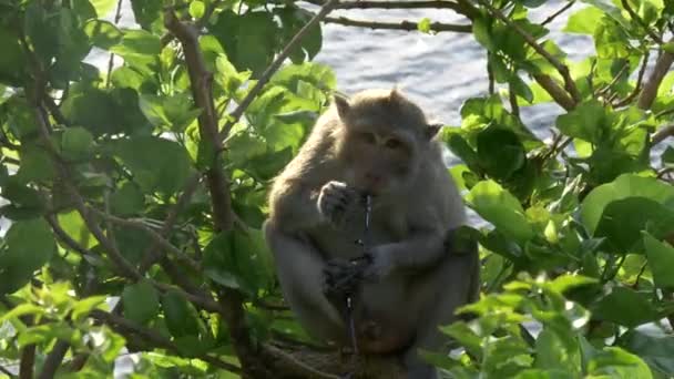 Una scimmia macaco mastica ai visitatori paio di occhiali al tempio di uluwatu — Video Stock
