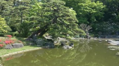 Tokyo, Japonya 'daki imparatorluk saraylarının doğu bahçesinde çam ağacı ve koi havuzu.