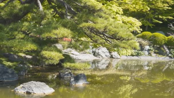 Pan del estanque koi en el palacio imperial en tokyo — Vídeos de Stock