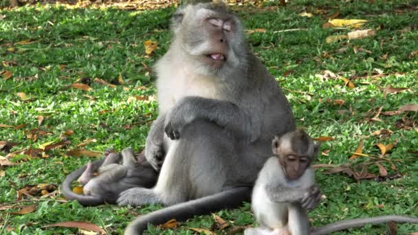 Mono macaco con bebés descansa en un césped de hierba en el templo uluwatu en Bali — Vídeos de Stock
