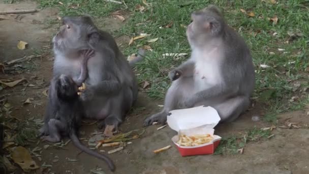 Tre makaka apor äter pommes frites på uluwatu på bali — Stockvideo