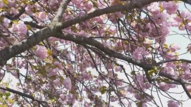 İmparatorluk Sarayı Tokyo 'da kiraz çiçeklerinin altında yürürken...