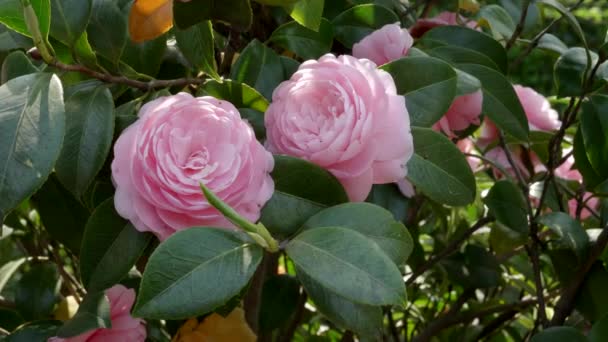 Deux fleurs de camélia rose dans les jardins du palais impérial à tokyo — Video