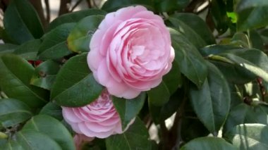 Pembe bir Camelia çiçeği Tokyo 'daki imparatorluk saraylarının doğu bahçesinde rüzgârla savruluyor.