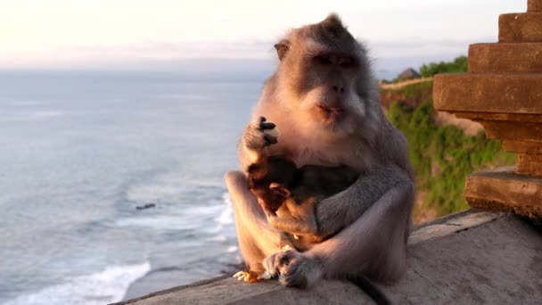 Primer plano de macaco y bebé en la pared en el templo uluwatu en bali — Vídeos de Stock
