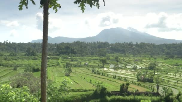 Szeroki kąt strzał z tarasów ryżowych na Bali — Wideo stockowe