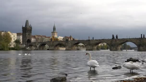 Vista cercana de un cisne blanco con el puente de Charles en la distancia en la praga — Vídeo de stock