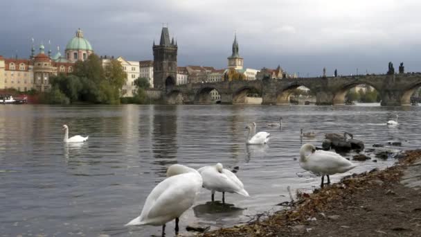Lebede preening cu Charles bridge în depărtare la Praga — Videoclip de stoc