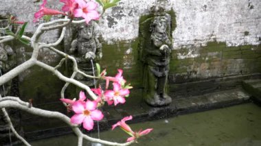 Bali 'deki Ubud yakınlarındaki fil mağarasında pembe adenyum çiçekleri ve çeşmeler.