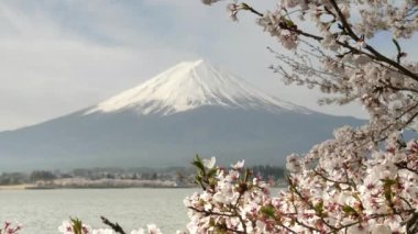 Japonya 'daki Kawaguchi Gölü' nde kiraz çiçeklerinin ve Fuji Dağı 'nın yakın görüntüsü.