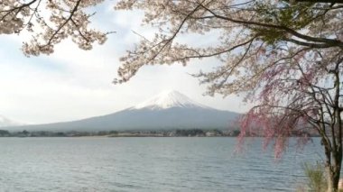 Fuji ve Kawaguchi Gölü 'nün çiçekli sakurası.