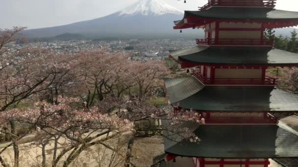 Kippschuss von Chureito-Pagode und Kirschblüten am arakura sengen-Schrein — Stockvideo