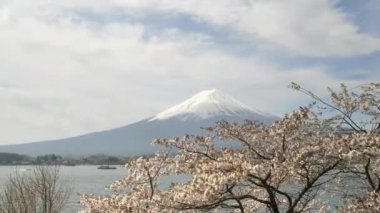 Fuji ve Kawaguchi Gölü. Kiraz çiçekleri ve Kawaguchiko 'da bir tur teknesi.