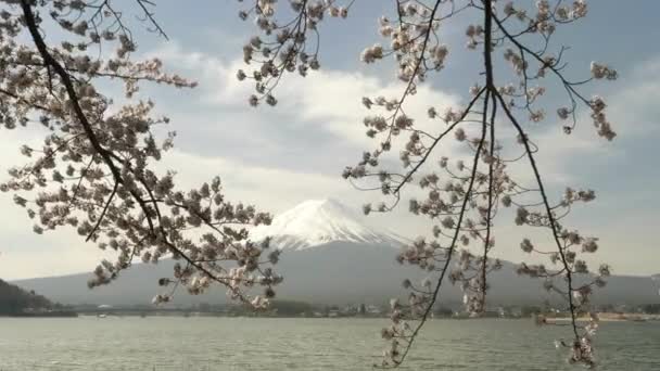 Groothoek schot van mt fuji en kersenboom takken in japan — Stockvideo