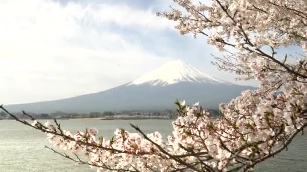 Ветвь с цветущей вишней и гора Фудзи на озере Кавагути в деревне Кавагутико — стоковое видео