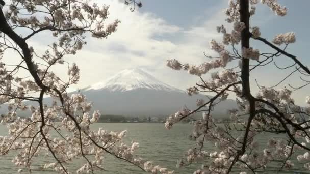 Aufnahme von Mt Fuji eingerahmt von zwei großen Kirschzweigen, die an einem See blühen — Stockvideo