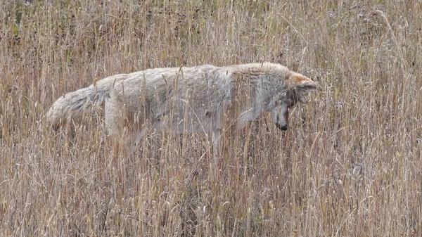 Perto de um coiote que escuta a presa em yellowstone — Fotografia de Stock