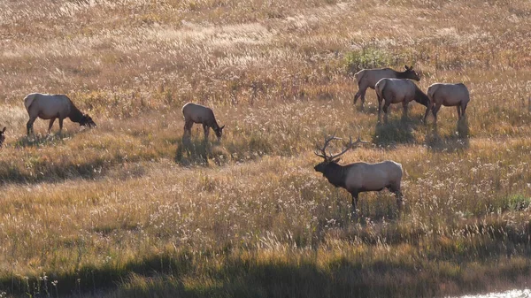 Yellowstone Ulusal Parkı 'nda güneşli bir sonbahar öğleden sonrasında sürüsüyle birlikte bir geyik boğasının yan görüntüsü.