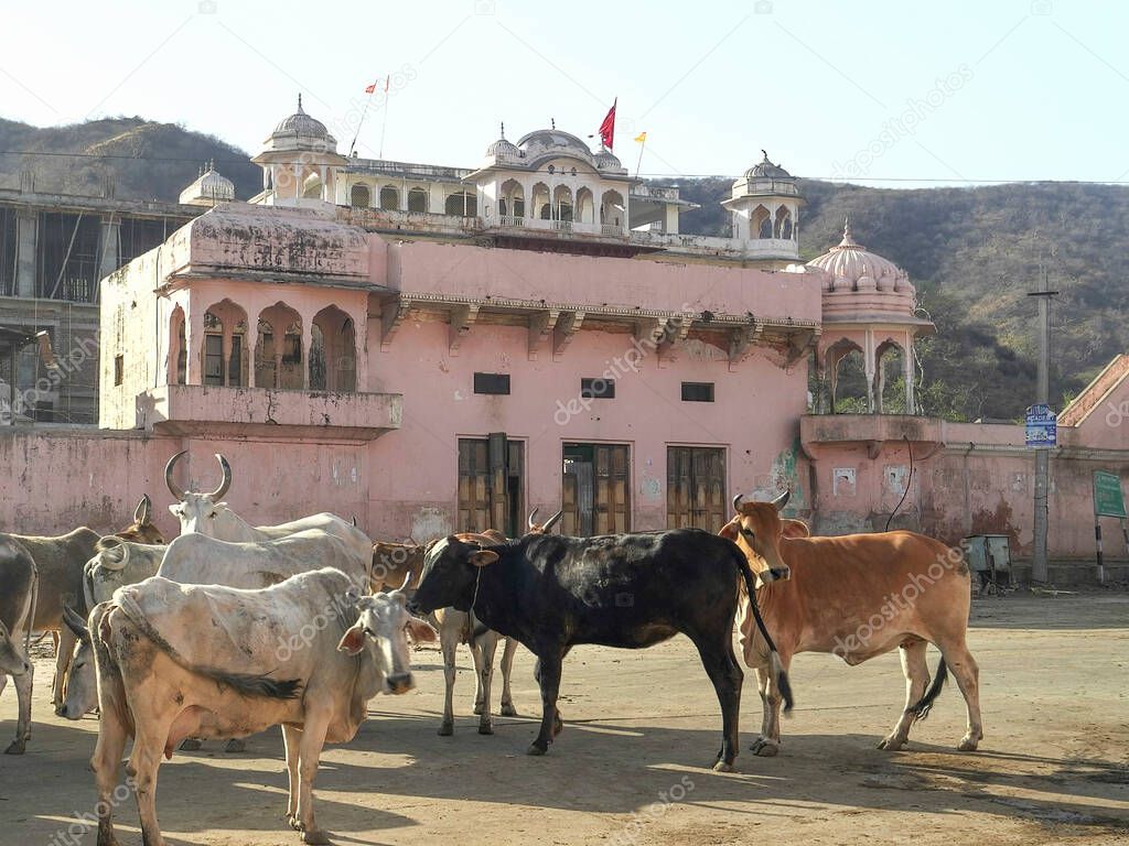 cattle standing in a street of jaipur