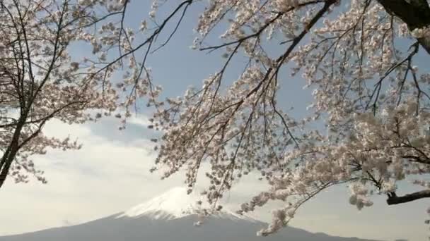 En gimbal avslöja skott av mt fuji från bakom ett stort körsbärsträd vid sjön kawaguchi — Stockvideo