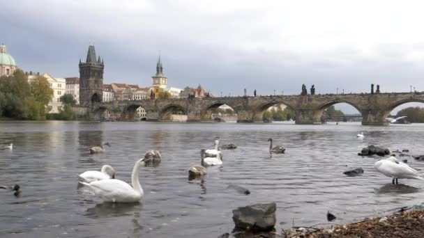 プラハの白い白鳥とチャールズ橋は — ストック動画