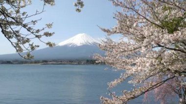 Fuji Dağı, Kawaguchiko 'da çiçek açan kiraz ağaçları tarafından çerçevelenmiştir.