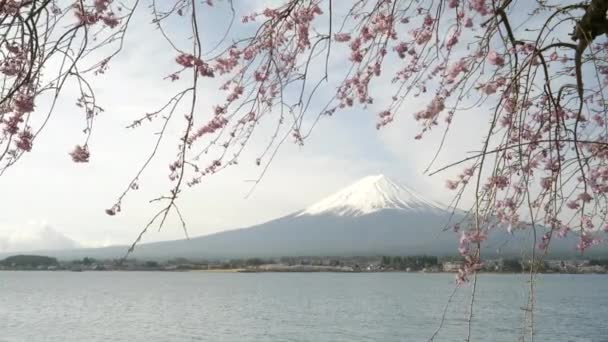 Een zachte wind beweegt kers bloesems bij het meer kawaguchi met een sneeuw bedekte mt fuji in de verte — Stockvideo