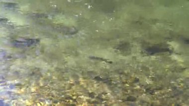 Yosemite 'deki Merced Nehri' nde alabalık.