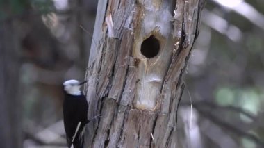 Beyaz başlı ağaçkakan Yosemite 'deki bir çam ağacında yuvasına yaklaşıyor.