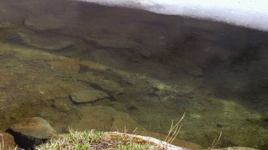 Gökkuşağı alabalığı, Stellisee Gölü 'nün buzsuz kenarında geziniyor.