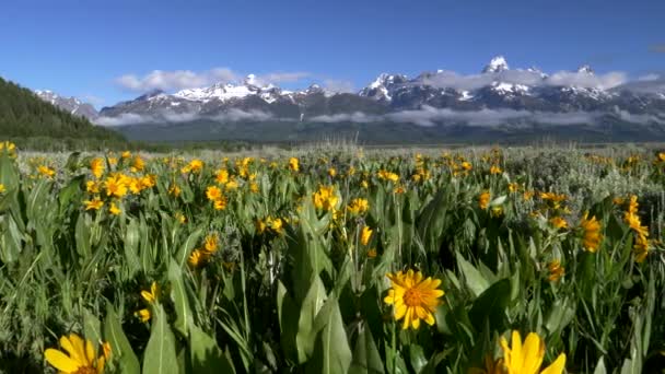 Grand Teton Mountain und gelbe Balsamblüten im Grand Teton Nationalpark — Stockvideo