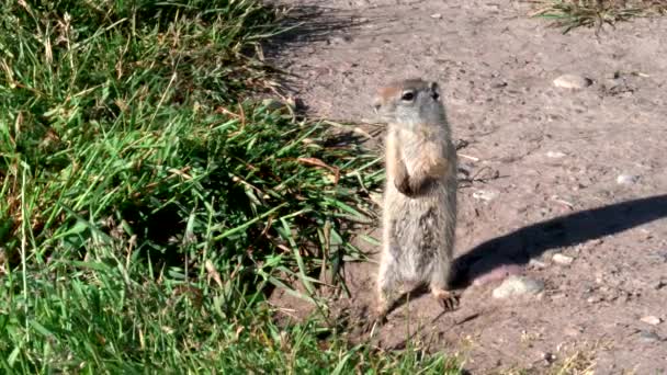 우인 타 땅다람쥐가 그랜드 테 톤 국립 공원의 뒷다리 위에 서 있다 — 비디오