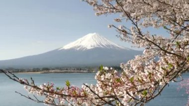 Kawaguchiko 'daki Fuji Dağı' nın açtığı kiraz dalına yakın bir yerde.