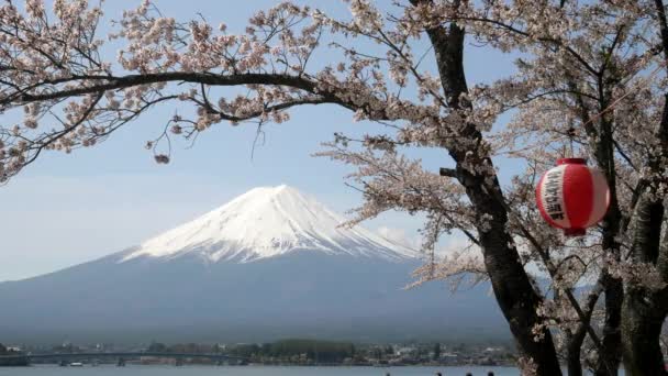 Montieren Sie fuji und einen Kirschbaum mit einer Papierlaterne bei kawaguchiko — Stockvideo