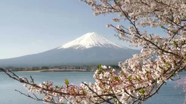 Primer plano de una rama de cerezo en flor con mt fuji en la distancia en kawaguchiko — Vídeos de Stock