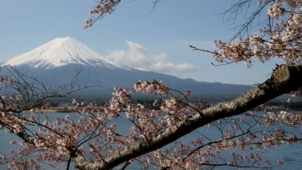 Um ramo de cereja florido e mt fuji em kawaguchiko — Vídeo de Stock