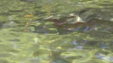 Yosemite Ulusal Parkı 'nın Merced Nehri' ndeki gökkuşağı alabalığının yakınında.