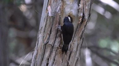 Beyaz başlı ağaçkakan yuvasını Yosemite Ulusal Parkı 'nda teftiş ediyor.