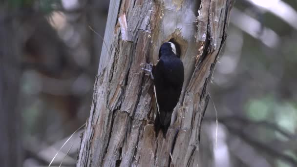 Un picchio dalla testa bianca ispeziona il suo nido nel parco nazionale dello yosemite — Video Stock