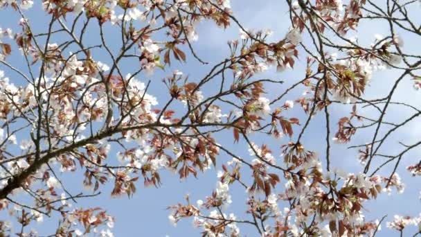 Wiśniowe kwiaty na gałęziach przeciw błękitnemu niebu na arakura sengen przybytek — Wideo stockowe