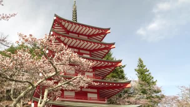 Lågt skott av chureito pagoda vid arakura sengen helgedom i japan — Stockvideo