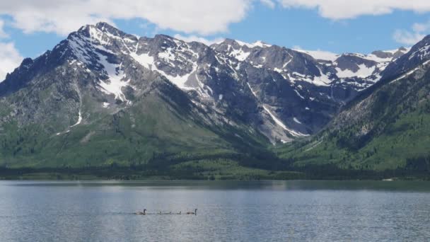 Clip al rallentatore di oche del Canada sul lago Jackson al Grand Teton National Park, Stati Uniti — Video Stock