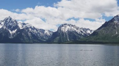 Grand Teton Ulusal Parkı 'ndaki Jackson Gölü' nde gençlerle Kanada kazlarının geniş açılı ağır çekim klibi.