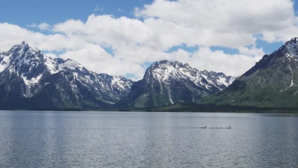 Una clip grandangolare al rallentatore di oche del Canada con giovani sul lago Jackson nel grande parco nazionale teton — Video Stock