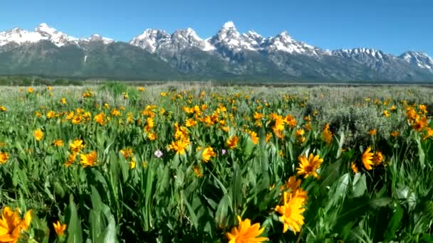 Hoge frame rate schuifregelaar schot van grand teton en gele balsamwortel bloemen in grand teton nationaal park — Stockvideo
