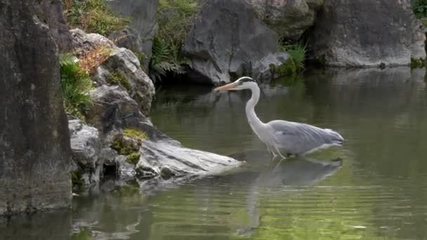 Graureiher auf der Jagd in einem Teich bei nijo-jo Burg in Kyoto — Stockvideo