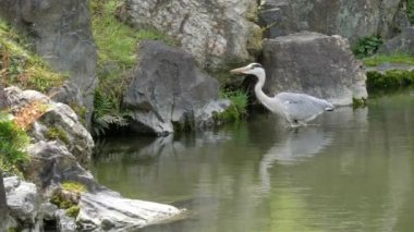 Kyoto 'daki Nijo kalesinde yürüyen gri balıkçıl.