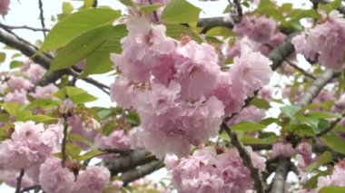 Kyoto 'daki Nijo-jo Kalesi' nde erik çiçeklerini kapatın.