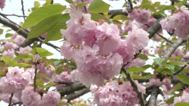 Nahaufnahme von Pflaumenblüten bei nijo-jo Burg in Kyoto — Stockvideo