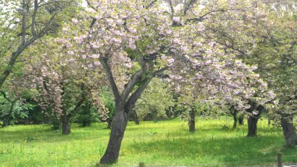 Śliwki w kwiatach na zamku nijo w Kyoto — Wideo stockowe